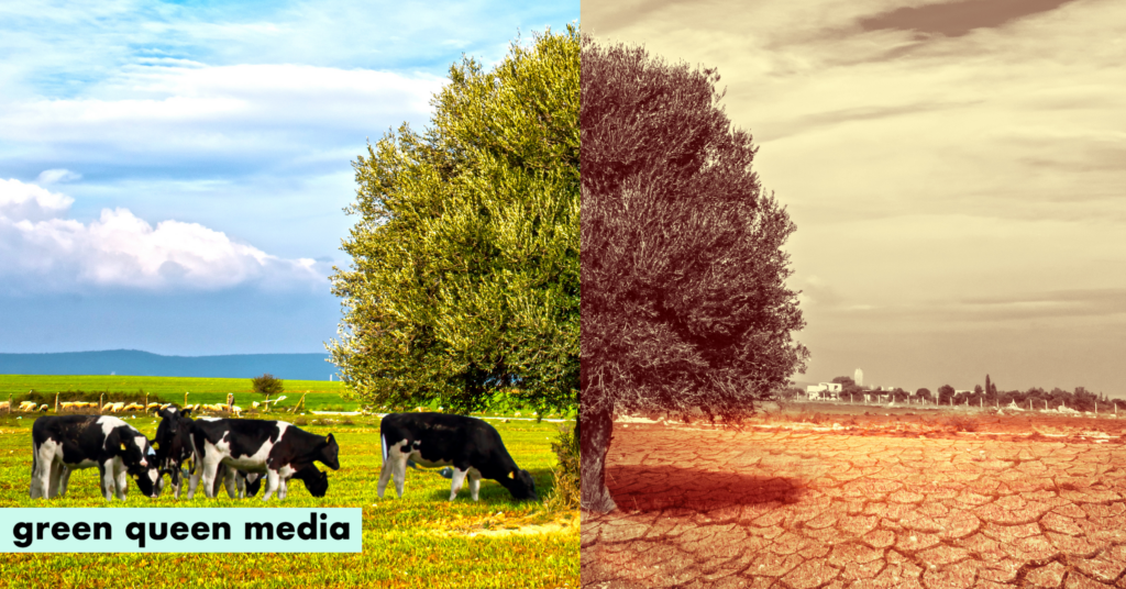 Climate Change Could Halve the Area Suitable for Livestock Farming by 2100, Shows Study