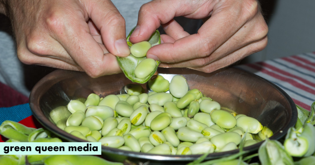 Just One Extra Fava Bean A Day Could Save Europeans €42M in Healthcare Costs