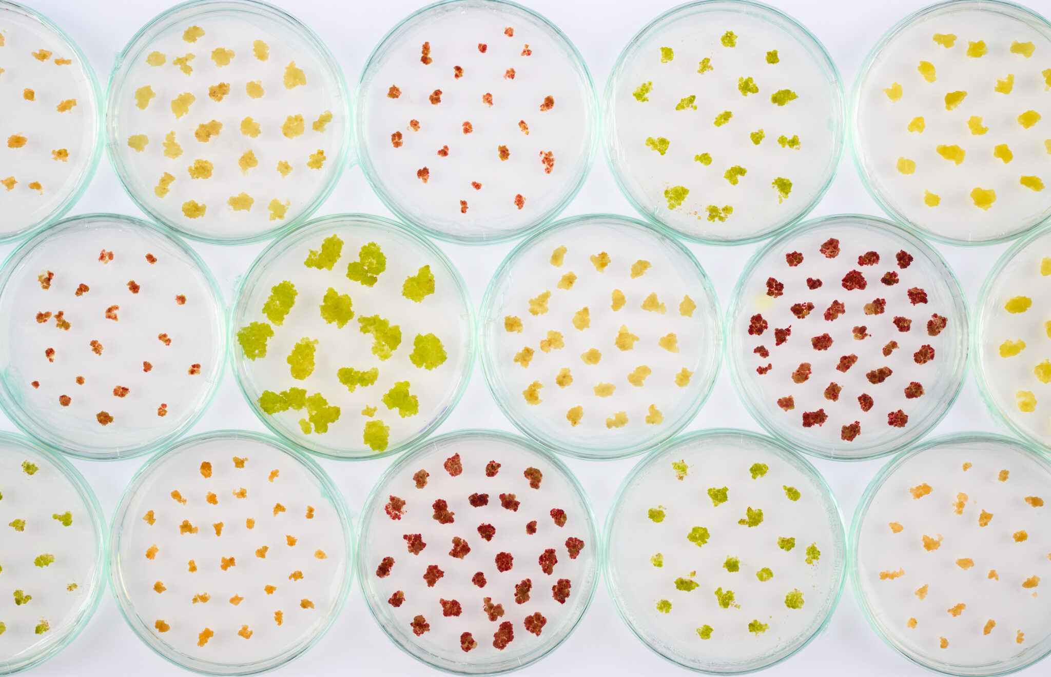 NZ Startup Gets Funding to Produce Lab-Grown Fruits & Nuts