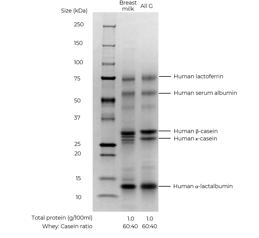 precision fermentation casein