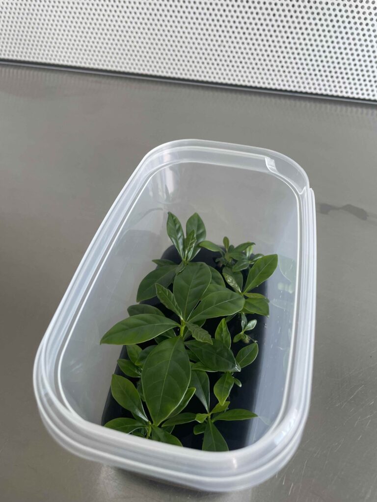 coffee perennial crop