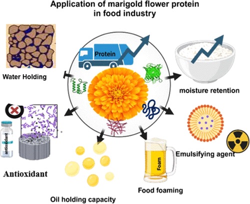 marigold protein