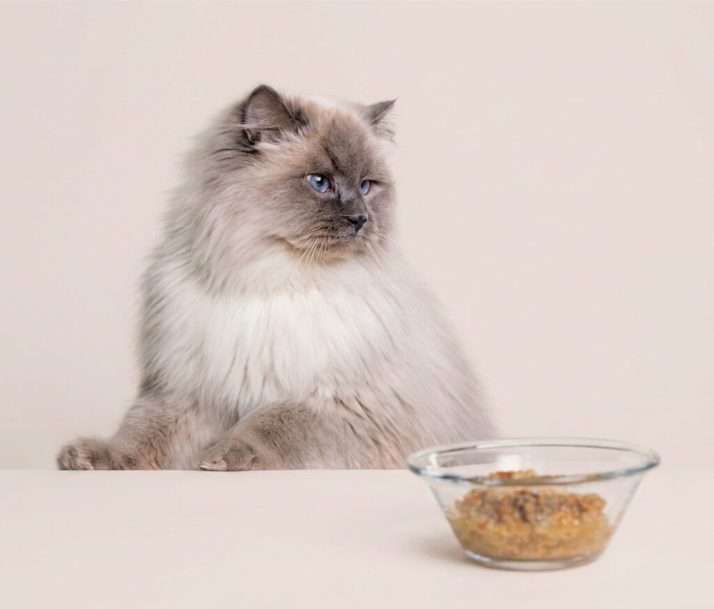 Cats Like Conventional Chicken. They Prefer Cultivated Meat Even More