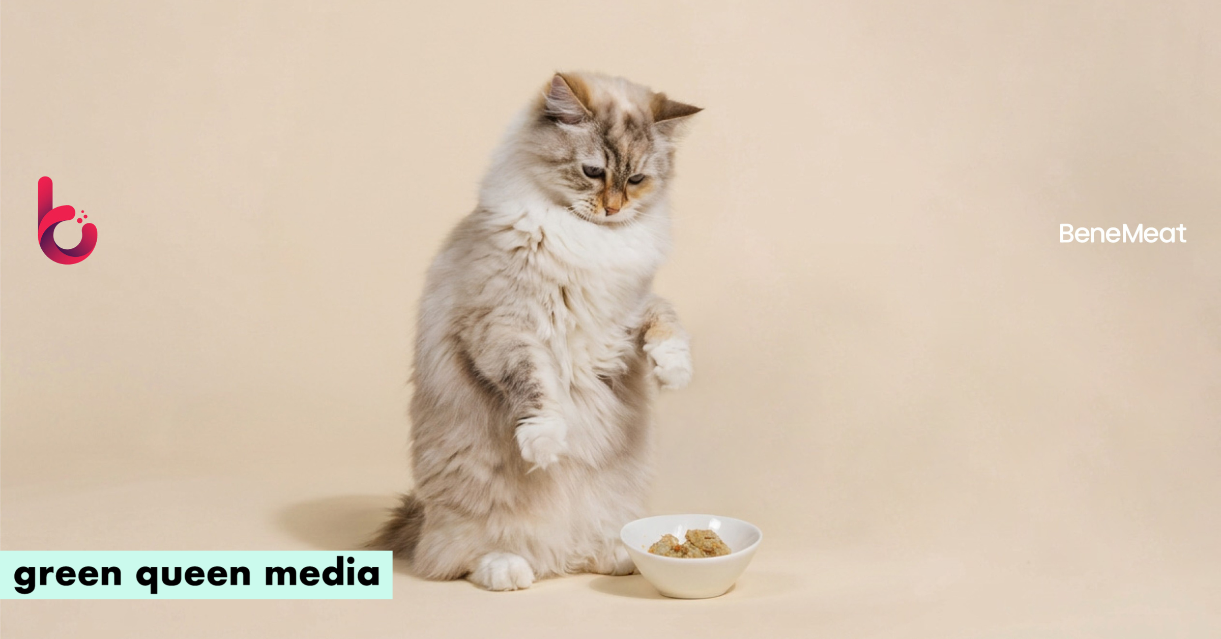 Cats Like Conventional Chicken. They Prefer Cultivated Meat Even More