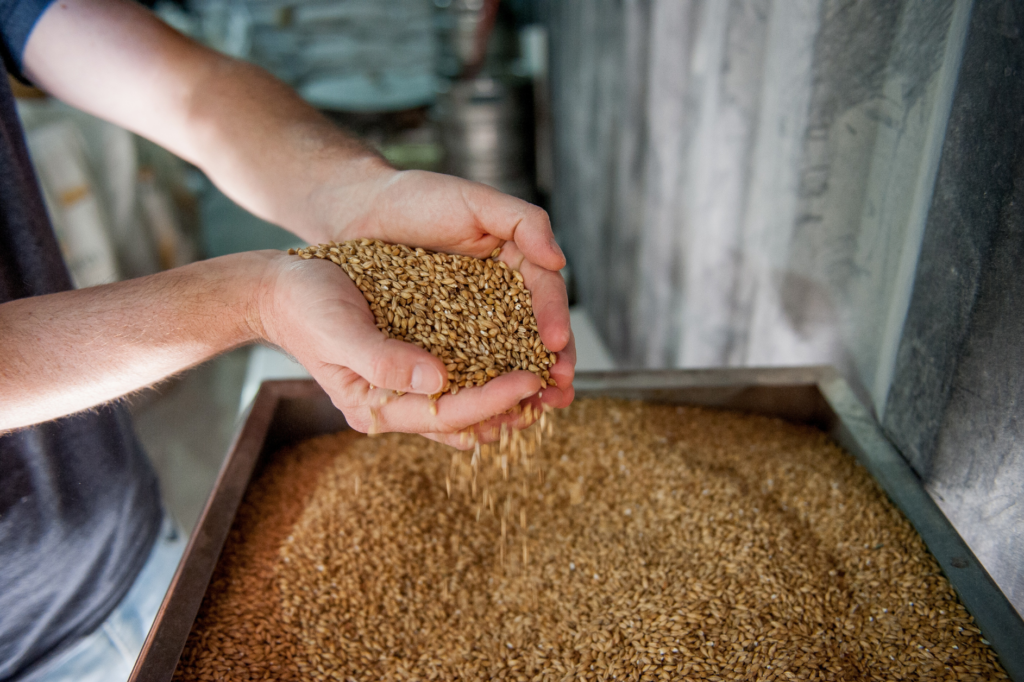French Fermentation Project Looks to Turn Sprouted Grains Into Cocoa Alternatives