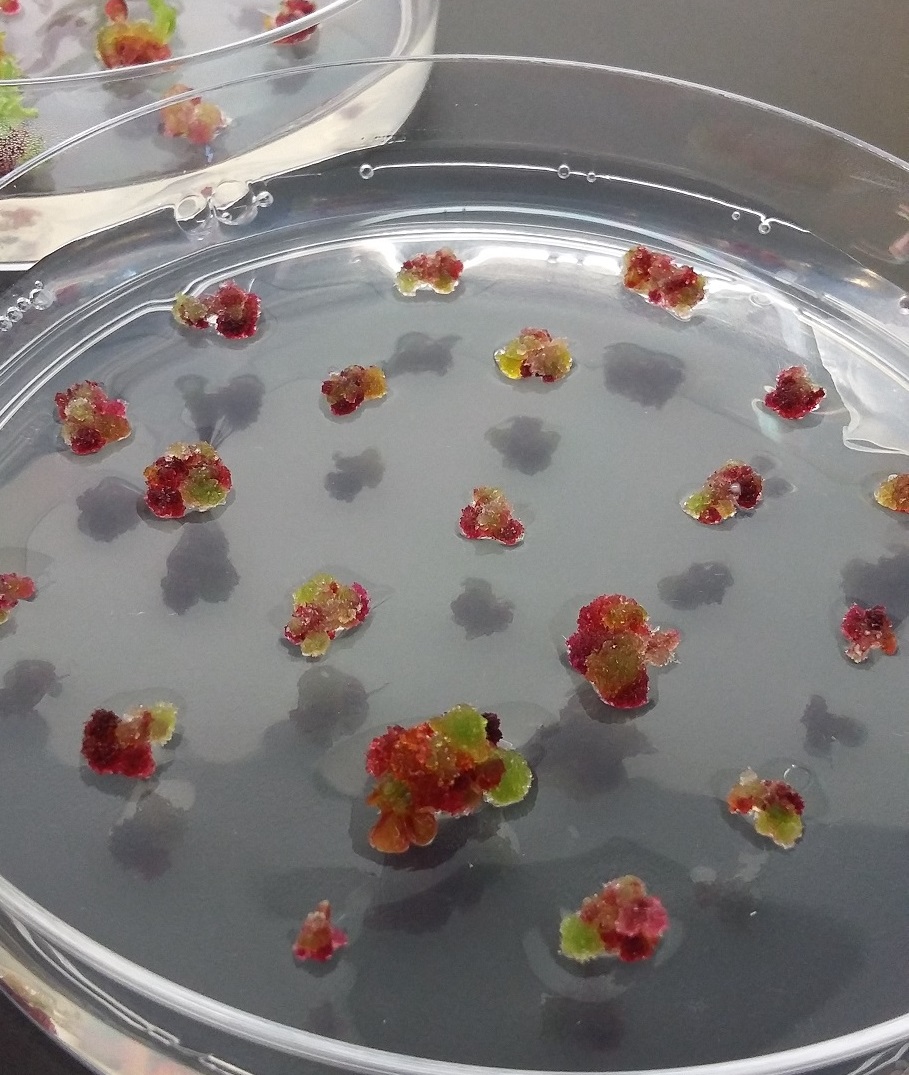 ayana bio plant cell culture