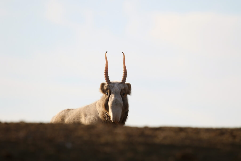 Book Excerpt: Agriculture Risks Erasing ‘Generations of Knowledge’ Across Central Asia