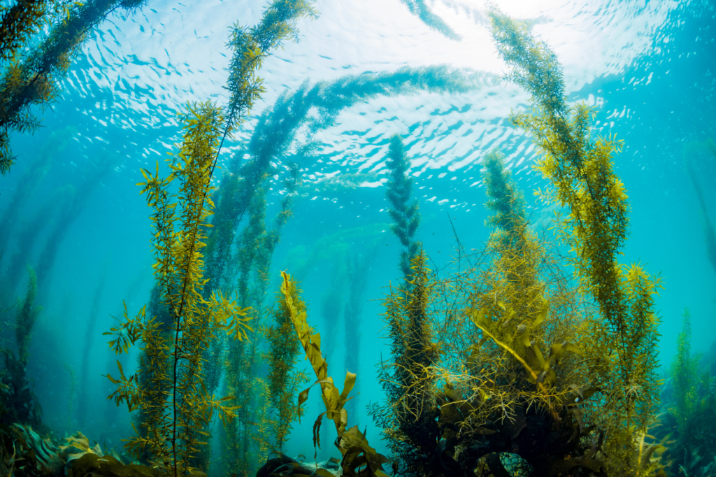 eu seaweed
