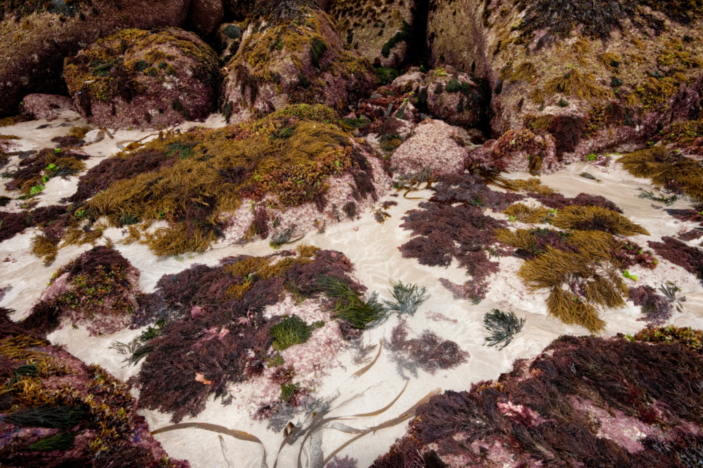 seaweed cultivation europe