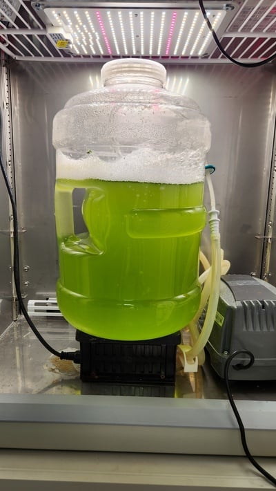 lab grown meat algae