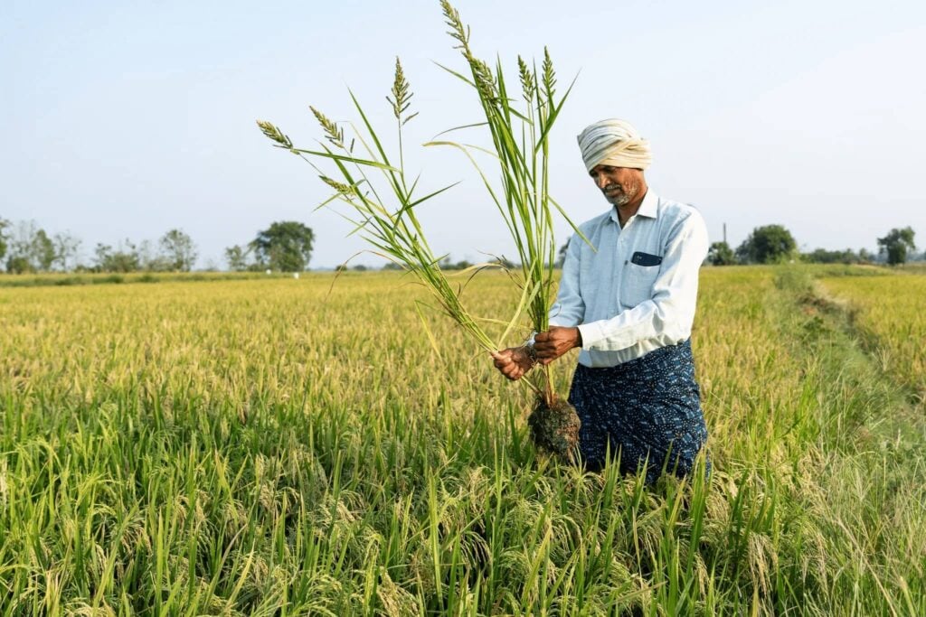 sustainable rice farming