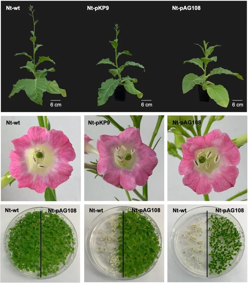 plant based myoglobin