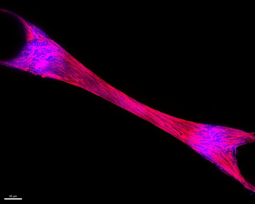 glp 1 drug discovery