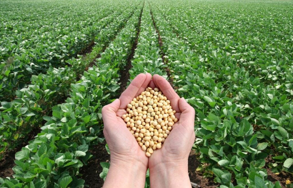 scoular soybeans