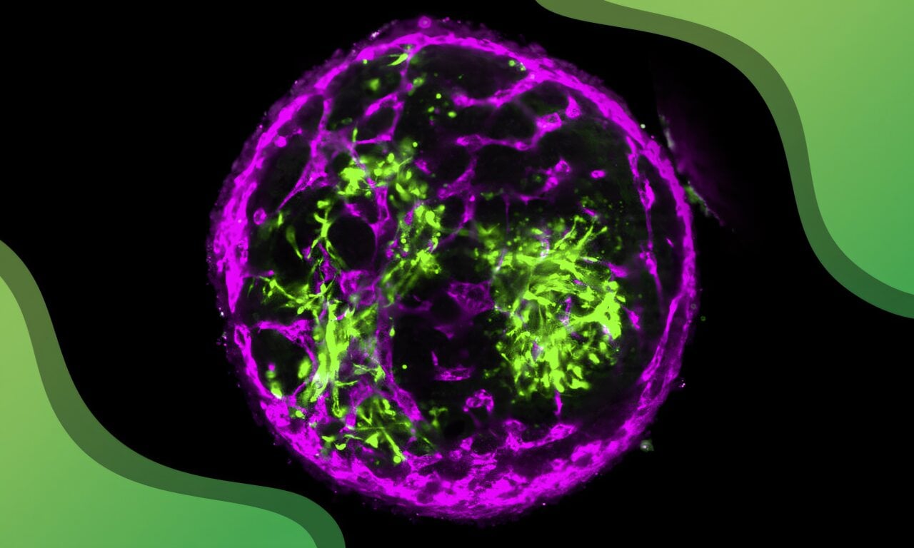 cultivated meat embryonic stem cells