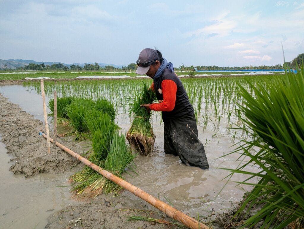 rice decarbonisation