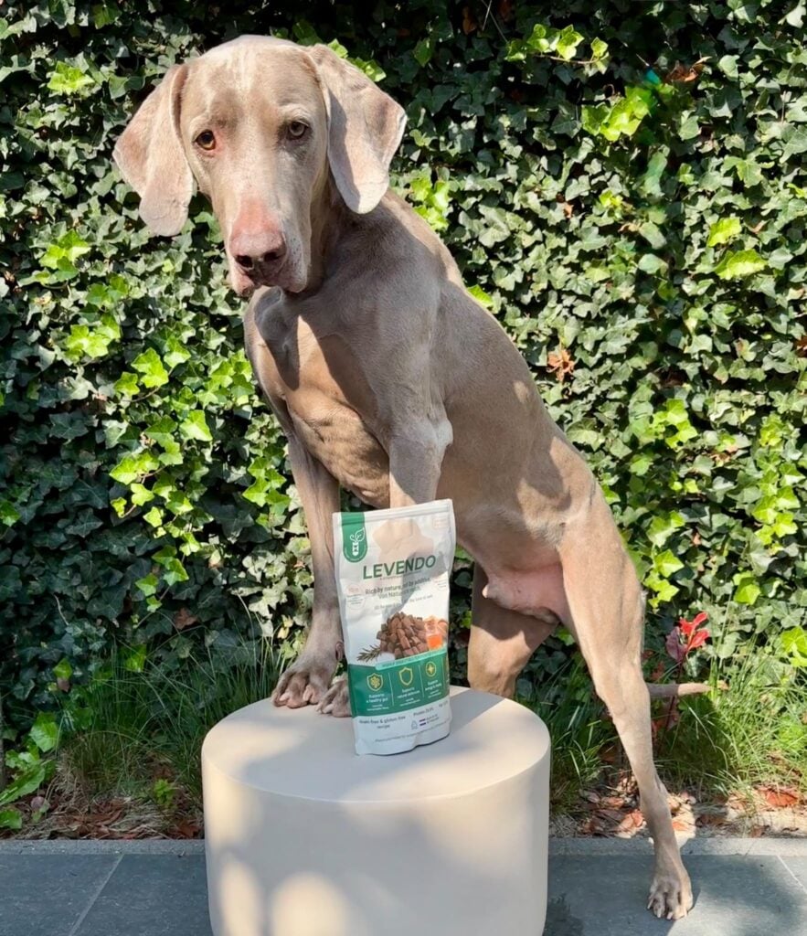 mycoprotein dog food