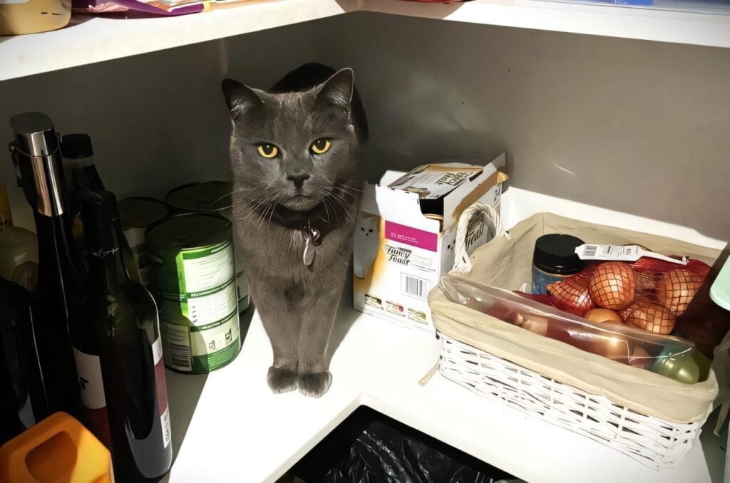 vegan cat food study